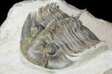 Undescribed Trilobite (aff Bojoscutellum) - Rare! #96824-4